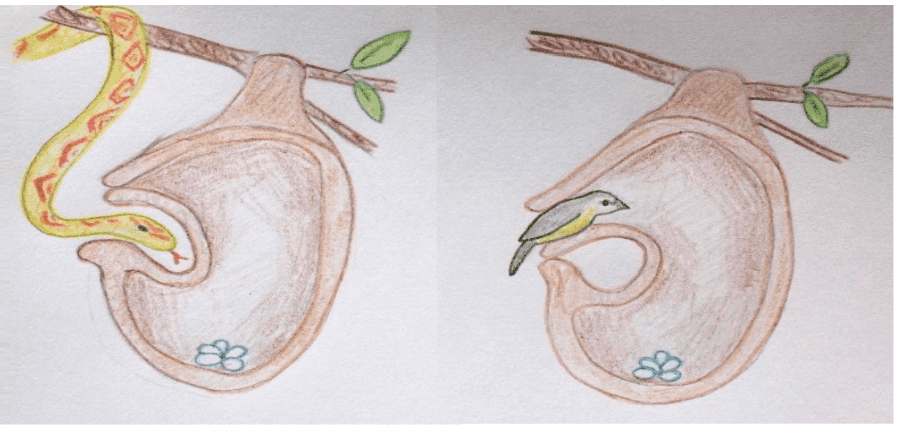 Why Do Birds Need Quantum?